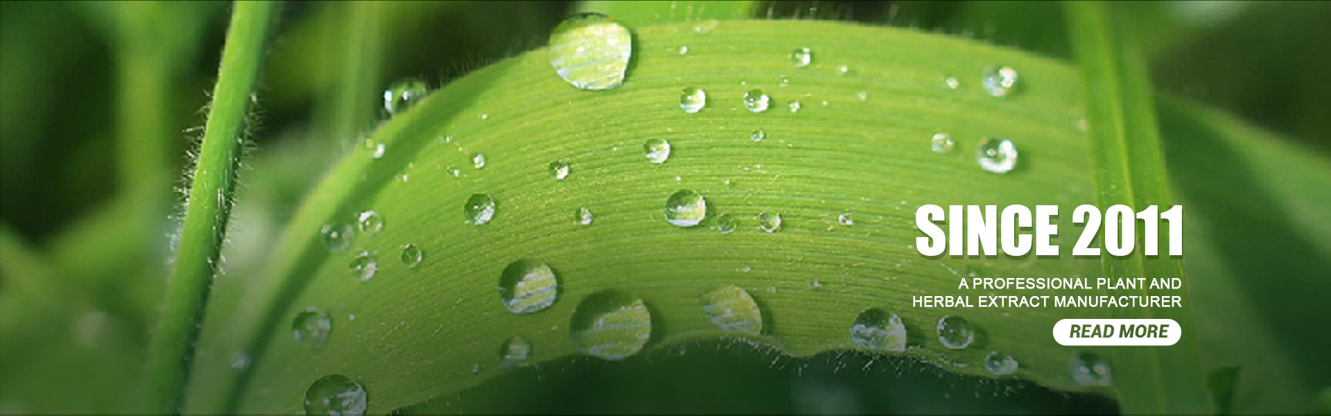 품질 식물 추출물 분말 공장